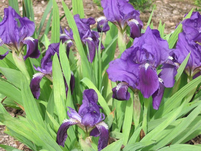 iris1